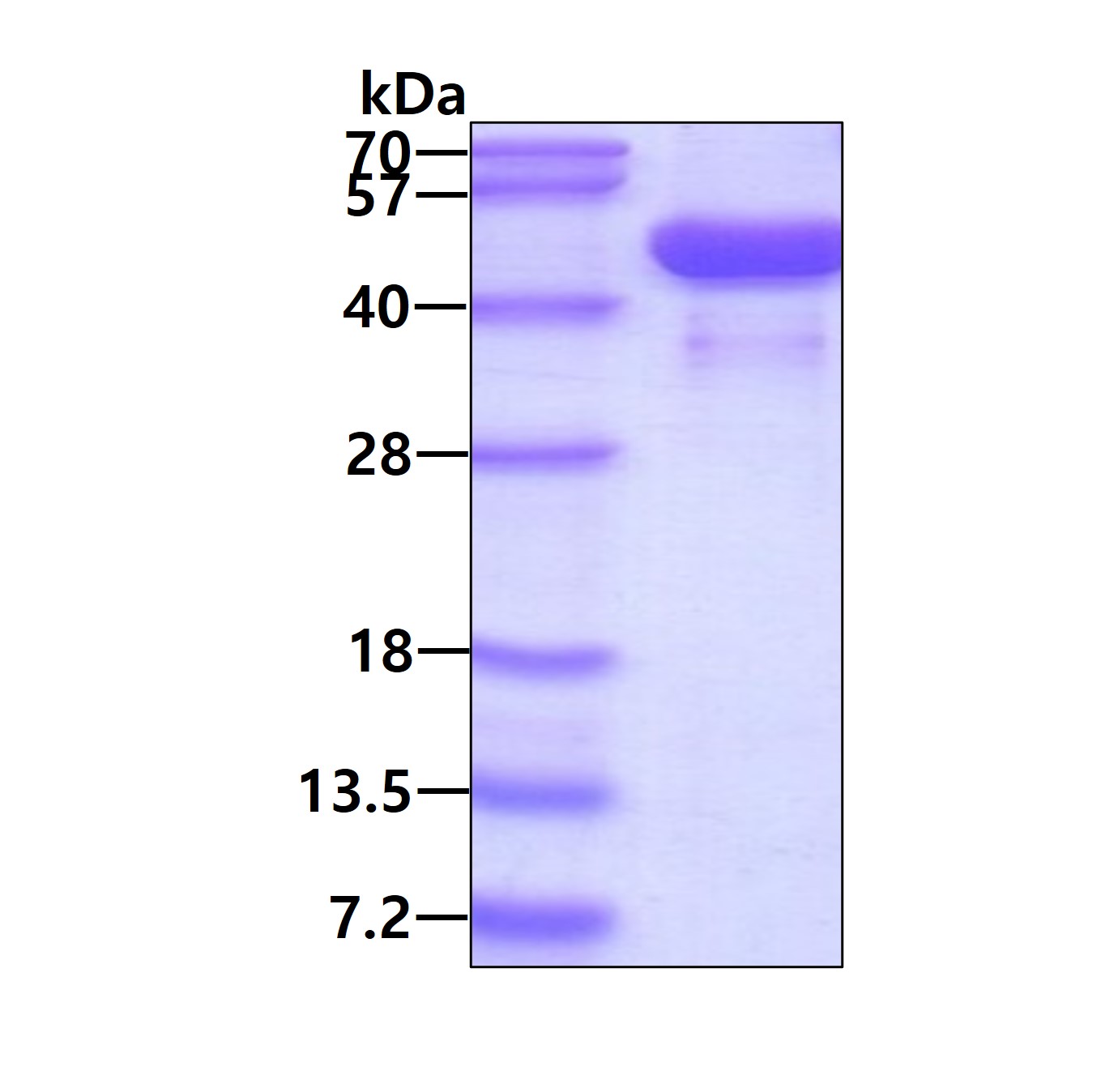 3 μg by SDS-PAGE under reducing condition and visualized by coomassie blue stain